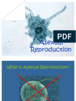 Asexual Reproduction