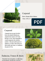 Carpenul 2