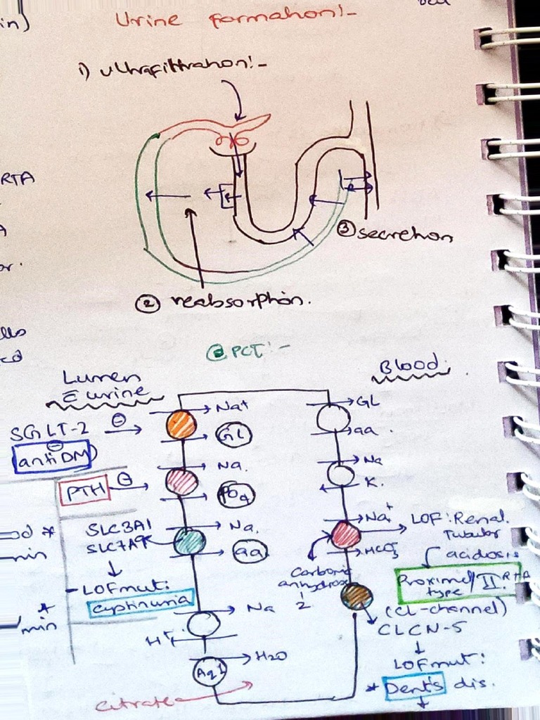 Renal Tubular Acidosis PDF