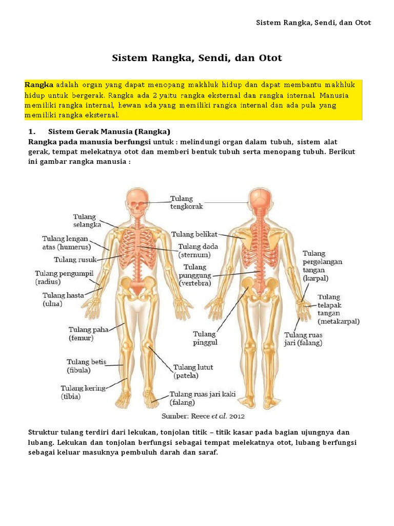 Sistem Rangka, Sendi, Dan Otot | PDF | Ilmu Sosial | Pengembangan Diri