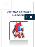 Dissecação Do Coração de Um Porco