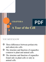 Chapter 6 Cells