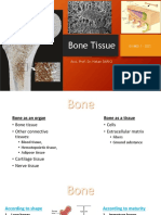 HISTO - Bone Tissue 22