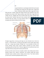 Anatomi Dan Fungsi Thorax