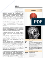Cerebro Humano - Wikipedia, La Enciclopedia Libre