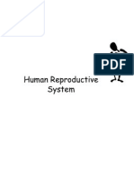 Human Reproductive System