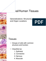 Animal-Human Tissues