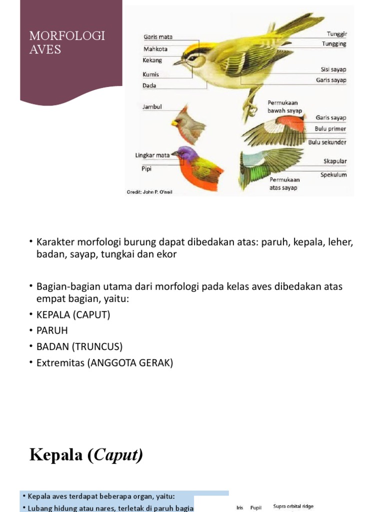 Aves Morfologi Pdf