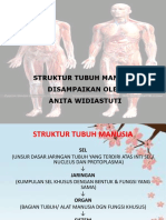 Struktur Tubuh Manusia