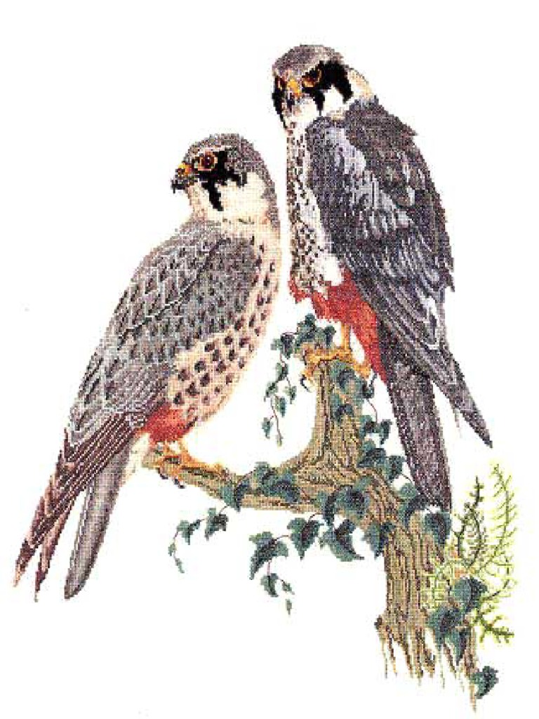 164 Patrones Puntocruz Gratis Halcones | PDF