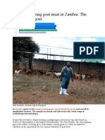 Commercialising goat meat in Zambia