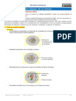 Les Étapes de La Mitose