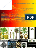 Presentation1.ppt Arecaceae Heliconiaceae