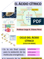 Clase-Tema 7 - Ciclo Del Ácido Cítrico