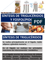 Clase-Tema 15-A-Metabolismo de Lipidos-Sintesis de TG-PL