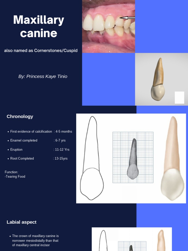 Maxillary and Mandibular Canine Anatomy | PDF | Dental Anatomy | Human ...