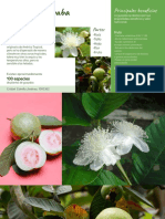 Investigación Mata de Guayaba (Crisbel Estrella Jiménez, 1093362)