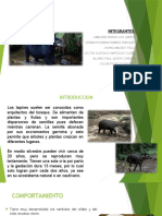 Tapir Expo 2