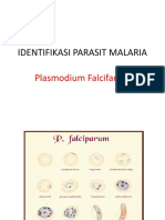 IDENTIFIKASI Plasmodium Falcifarum