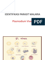 IDENTIFIKASI Plasmodium Vivax