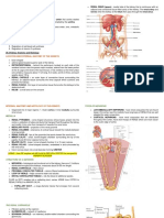 Urinary System