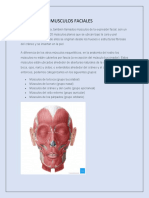 Músculos faciales: funciones y grupos