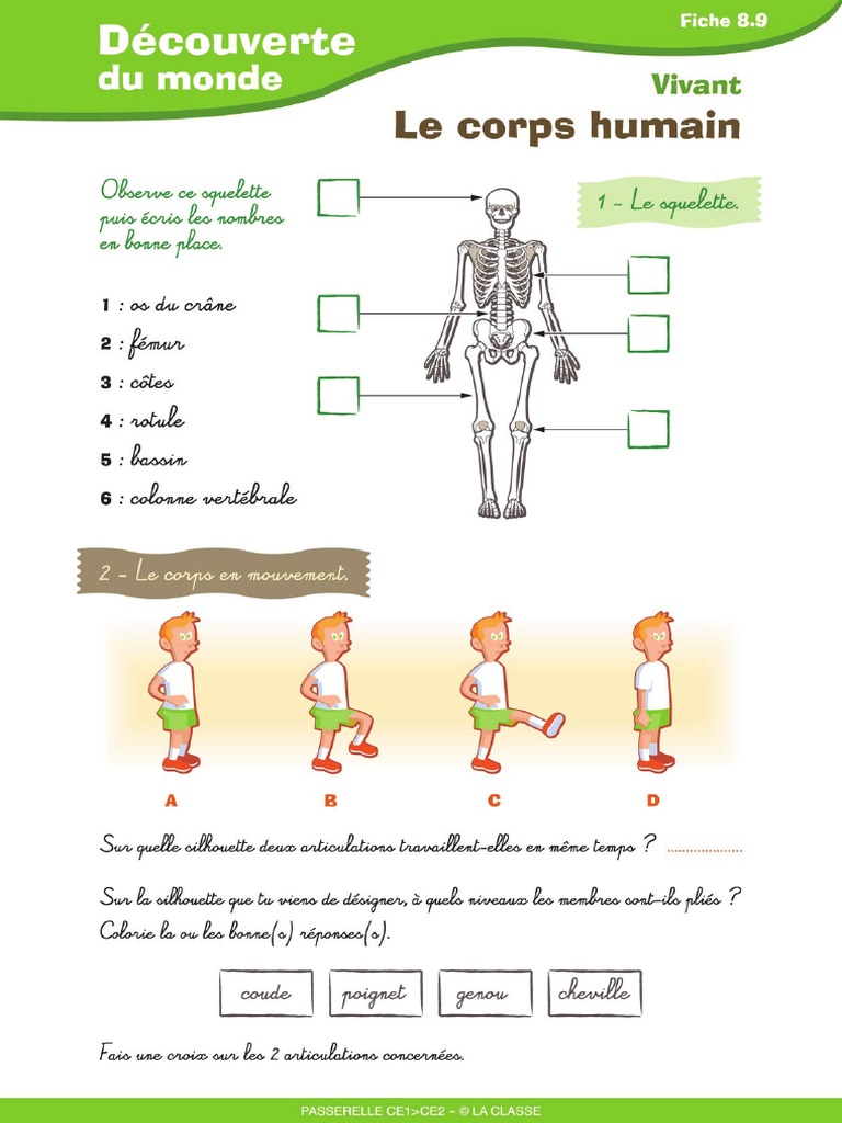 Le Corps Humain | PDF