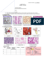 Animal Tissues Classification and Functions