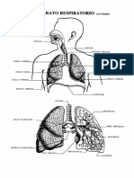 Aparato Respiratorio Con Nombres