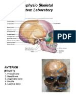 Anaphysio Skeletal System Laboratory: Anterior (Front)