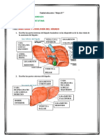 Anatomía y Fisiología Del Hígado