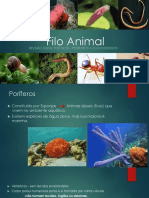 Revisão dos Filos Animais desde Poríferos a Equinodermos