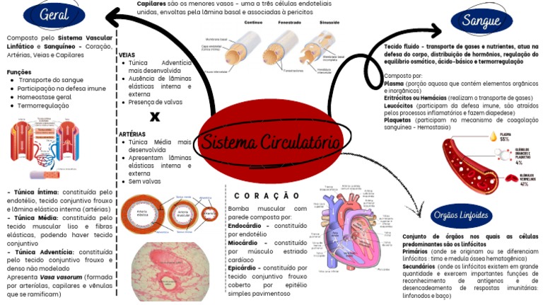 Mapa Mental Sistema Circulatório Pdf Artéria Endotélio