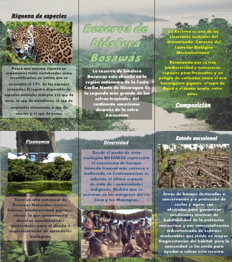Reserva Bosawás PDF Biodiversidad Biología de la Conservación