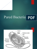 Pared Bacteriana