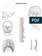 1 Esqueleto Axial Imagenes