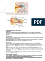 Anatomi Bentuk Dan Bagian Telinga Dan Hidung Manusia