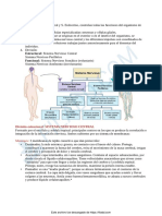 Organizacion Sistema Nervioso Resumen