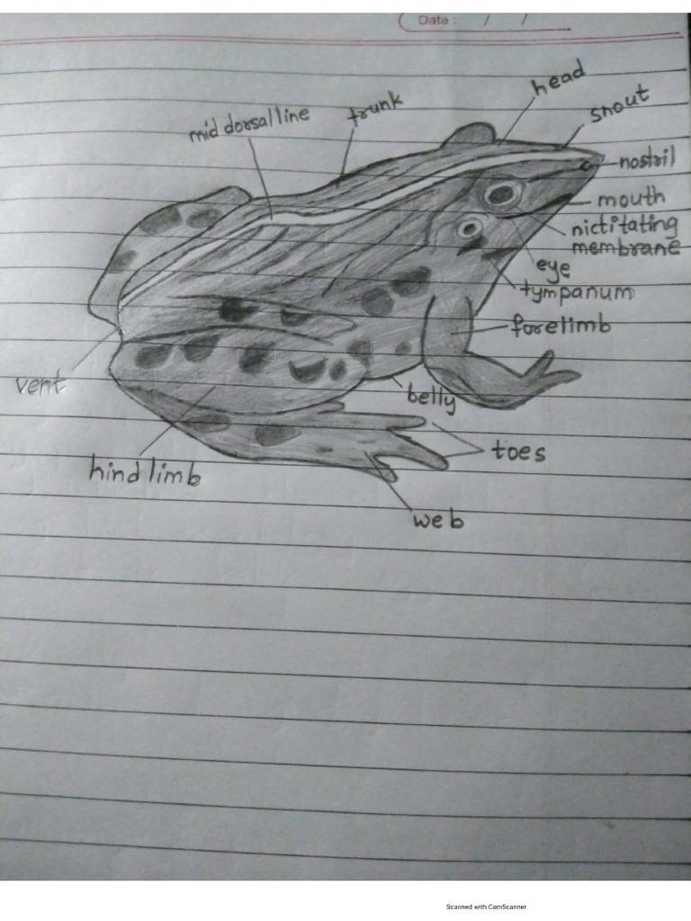 External Features of Frog | PDF