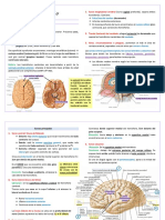 y 11. Hemisferios Cerebrales. Ventrículos Laterales. Ganglios Basale. Sustancia Blanca de Los Hemisferios. Meninges Del Encéfalo