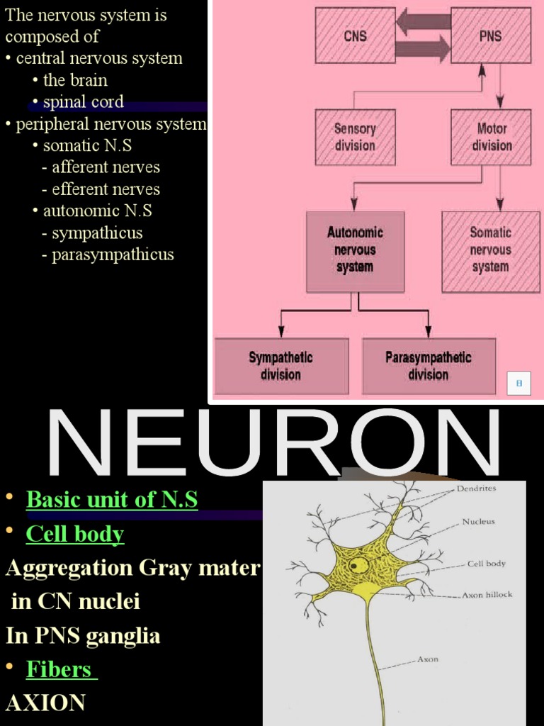 Tractology | PDF | Spinal Cord | Central Nervous System