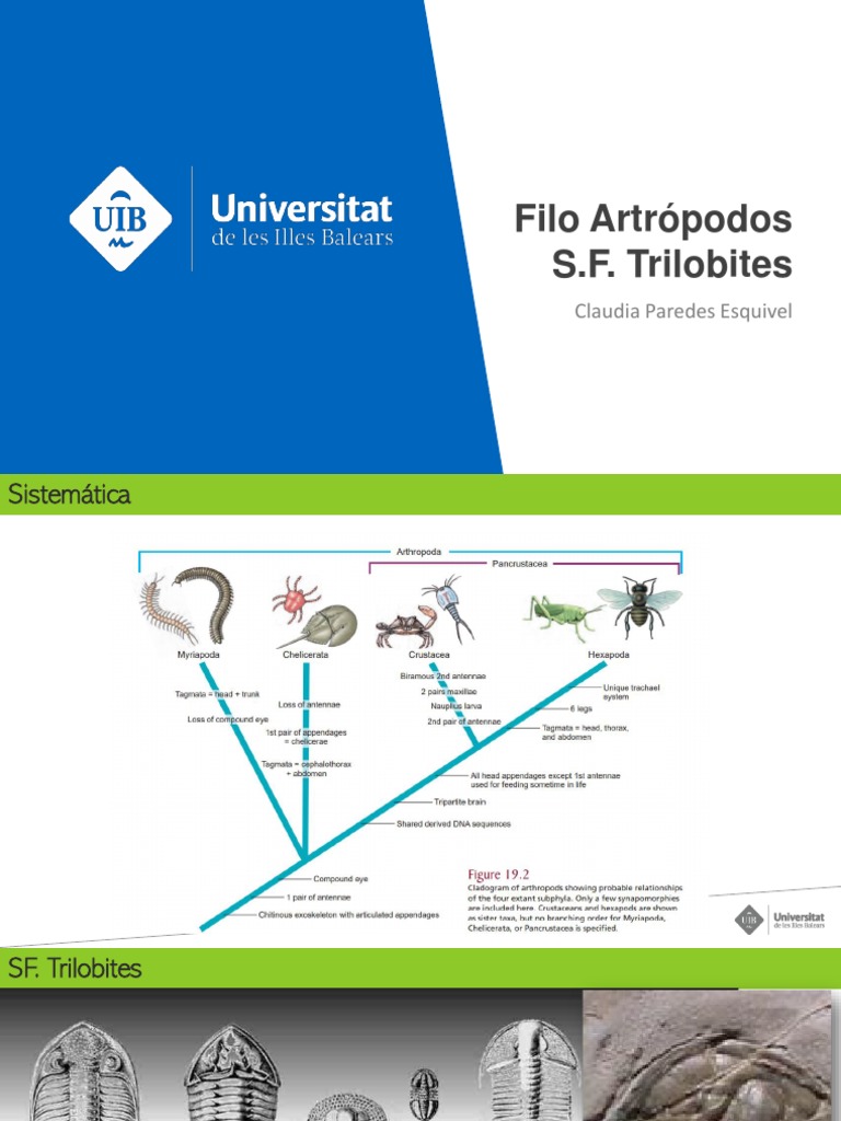 Trilobites y Quelicerados | PDF | Araña | Chelicerates