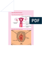 Organ Reproduksi