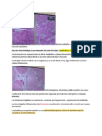 Núcleos múltiples y periféricos en el músculo esquelético