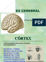 Córtex cerebral: estrutura e funções