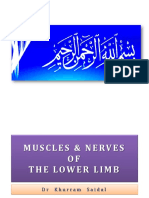 Lower Limb Muscles and Nerves Guide
