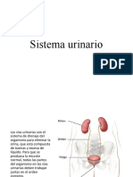 Sistema Urinario