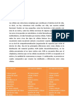 La esencia de la célula: organelos y diferencias entre procariotas y eucariotas