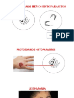 Leishmaniasis y Chagas: Protozoarios hemo-histoparasitos