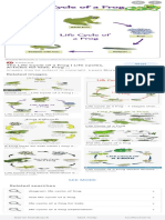 flow chart of frog 